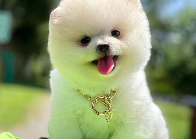 Safkan Pomeranian Boo Yavrularımız